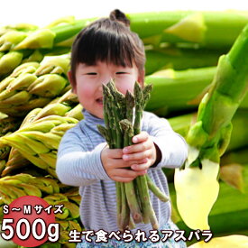 アスパラガス 北海道富良野産 グリーン 秀品 S〜Mサイズ500g 送料無料 朝もぎ 生で食べられる　別途送料加算される地域あり