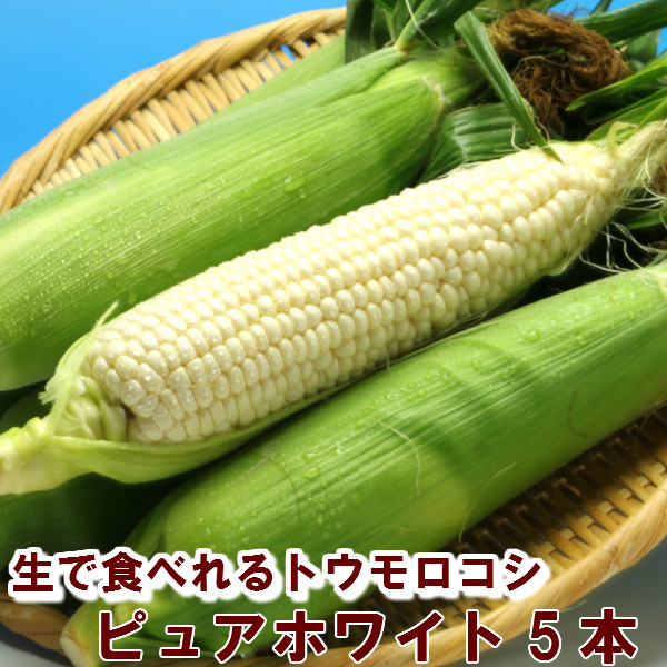 生で食べられる 白いトウモロコシ とうもろこし 北海道富良野産 お見舞い 激甘 ピュアホワイト 安全 ２Ｌサイズ ５本 トウモロコシ