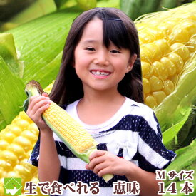 生で食べれる トウモロコシ　北海道 富良野産 訳あり 恵味 Mサイズ 14本入り 送料無料