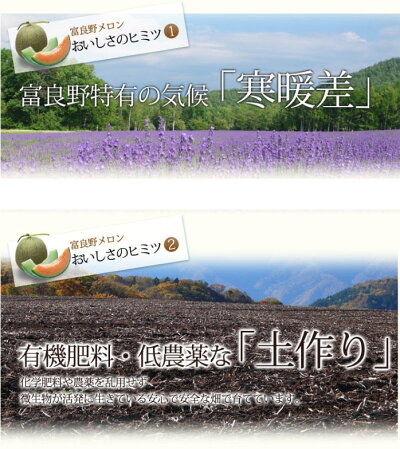 ふらのメロン赤肉1.2キロ以上1玉送料無料北海道富良野産