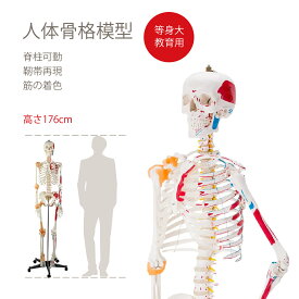 人体骨格模型 教育用 等身大 【176cm】 人体模型 筋の着色 靭帯再現 脊柱可動 全身骨格模型 骨格標本 骸骨模型