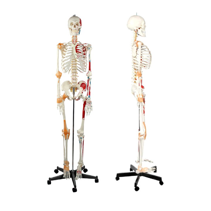 楽天市場】Kurflo 人体骨格模型 教育用 等身大 【176cm】 人体模型 筋 