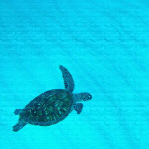 ݃J}uނ炢ṽt@ubNpl/T STCYi15cm×15cmj EH[A[g Ǌ|  k _ ډB CeA ͗lւ C[W`FW rO JXj 