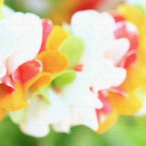 ݃J}uނ炢ṽt@ubNpl/ LTCYi57cm×57cmj EH[A[g Ǌ|  k _  C[W`FW Vzj  |X^[ ډB ǌ 