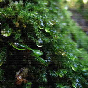 ɓMtgɕiʐ^̃t@ubNpl MTCYi30cm×30cmj EH[A[g Ǌ|  k _ Vzj JXj j   Q rO ڎ |X^[ C