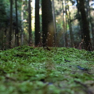 ɓMtgɕiʐ^̃t@ubNpl MTCYi30cm×30cmj EH[A[g Ǌ|  k _ Vzj JXj j   Q rO ڎ |X^[ C