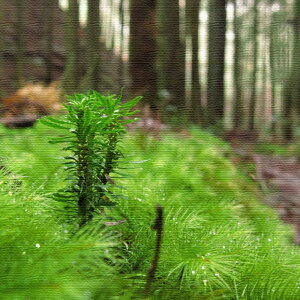 iʐ^̃t@ubNpl MTCYi30cm×30cmj EH[A[g Ǌ|  k _ Vzj JXj j   Q rO ڎ |X^[ CeA  