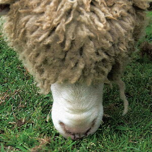 Ǌ|CeAɃt@ubNpl/r LTCYi57cm×57cmj EH[A[g Ǌ|  k _ CeA ͗lւ JXj C[W`FW j CN ډB |