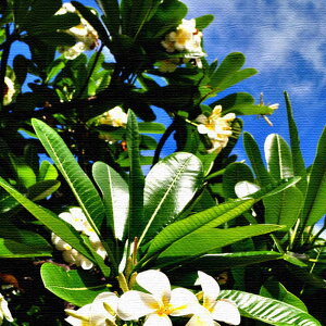 ԃ`[t̃CeApl MTCYi30cm×30cmj EH[A[g Ǌ|  k _ Vzj JXj j   Q rO ڎ |X^[ CeA  