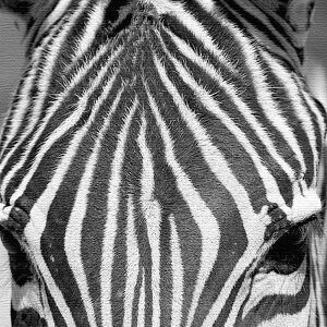 V}E}`[tɂt@ubNpl MTCYi30cm×30cmj EH[A[g Ǌ|  k _ Vzj JXj j   Q rO ڎ |X^[ C