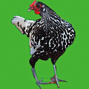 jg`[tɂCeApl MTCYi30cm×30cmj EH[A[g Ǌ|  k _ Vzj  CeA CN rO ډB |X^[  j