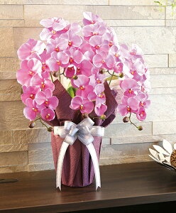 花 オブジェ 生花の人気商品 通販 価格比較 価格 Com