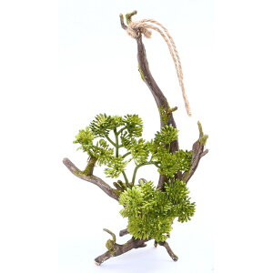 流木 多肉植物の人気商品 通販 価格比較 価格 Com