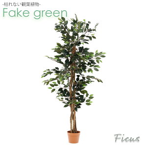  ϗtA tBJX sv ͂Ȃ lHϗtA tFCNO[ O[CeA  K[f K[f zj Vzj  킢 Ce