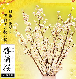 楽天市場 桜 花束 切花 花 観葉植物 花 ガーデン Diyの通販