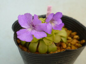 【送料無料】食虫植物　虫取りスミレ 　福娘