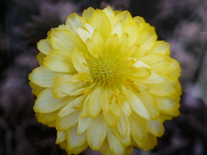 楽天市場 送料無料 福寿草 白牡丹 はくぼたん １芽 片岡笑幸園 悠々の森