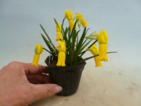 【送料無料】原種スイセン　キクラミネウス　1球