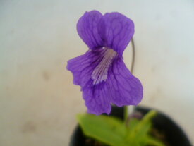 【送料無料】食虫植物　虫取りスミレ　グランディフローラ（Pinguicula　grandiflora)