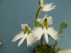 【送料無料】夏の山野草　サギソウ　銀河　1球