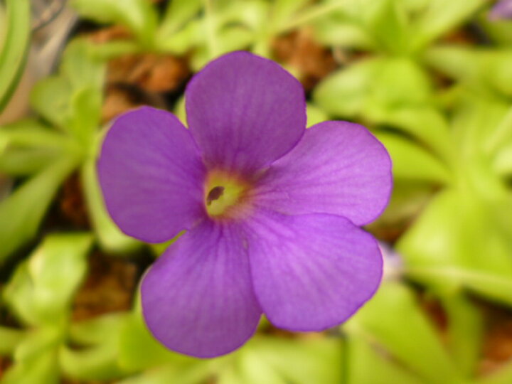 楽天市場 食虫植物 虫取りスミレ 濃紫花 片岡笑幸園 悠々の森 楽天市場 食虫植物 虫取りスミレ 濃紫花 片岡笑幸園 悠々の森