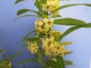 yzԂ̒ԁ@ic{EY@iIjVojԁ@Aiڂ؁j