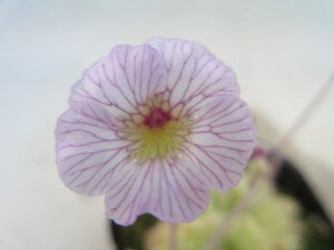 yzHA@X~@RhCiPinguicula Kondoij