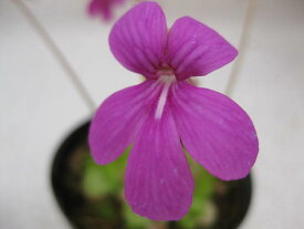 【送料無料】山野草　食虫植物　虫取りスミレ　ウェサー