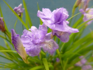 yzĂ̎R쑐@PVKid炫jF