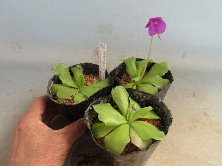 楽天市場 食虫植物 虫取りスミレ 濃紫花 片岡笑幸園 悠々の森 楽天市場 食虫植物 虫取りスミレ 濃紫花 片岡笑幸園 悠々の森