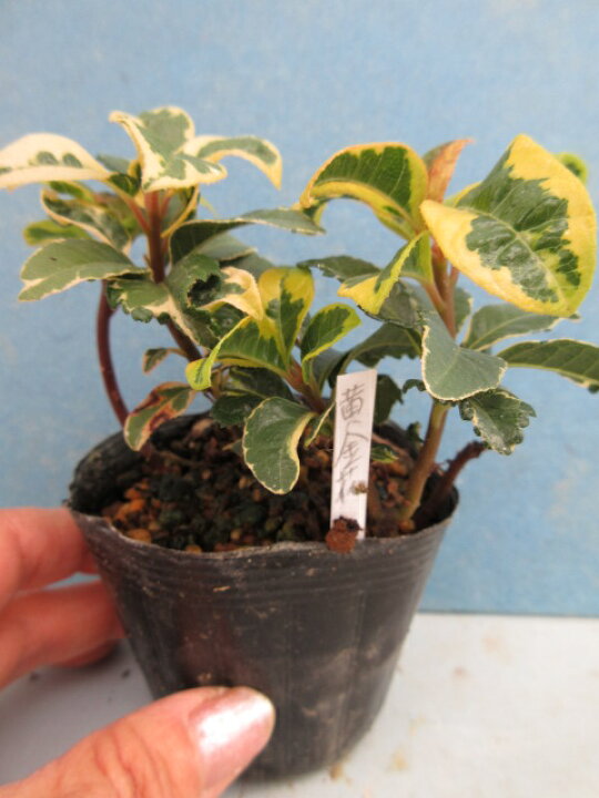 楽天市場 送料無料 ヤブコウジ 十両 黄金花 おうごんか 片岡笑幸園 悠々の森