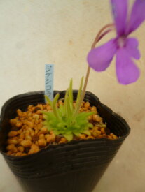 【送料無料】食虫植物　虫取りスミレ　ギプシコラ（Pinguicula gypsicola）