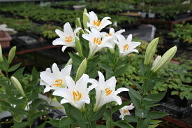 【送料無料】初夏の山野草　タモトユリ　1球