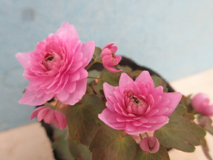 楽天市場 送料無料 春の山野草 バイカカラマツ 濃ピンク八重 片岡笑幸園 悠々の森 楽天市場 送料無料 春の山野草 バイカカラマツ 濃ピンク八重 片岡笑幸園 悠々の森