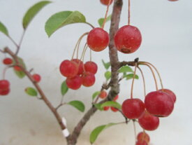 楽天市場 深山海棠の通販