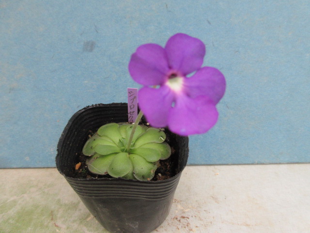 濃い赤紫色の花です 送料無料 食虫植物 人気ブランド 70％OFFアウトレット 虫取りスミレ シクロセクタ