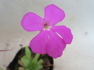 yzHA@X~uNeY}G×RVXvz