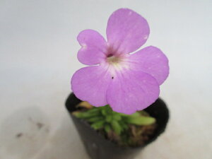 yzHA@X~@ziNeY}G×cft[jiPinguicula@moctezumae ×@rotundiflora)