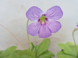 スミレ 花 生花の人気商品 通販 価格比較 価格 Com