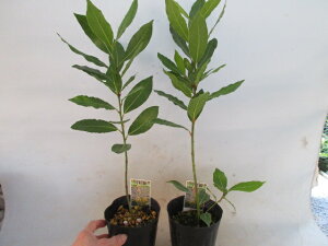 ハーブ 植木の人気商品 通販 価格比較 価格 Com