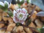 【送料無料】雪割草　千重咲き「絵日傘（えひがさ）」小2芽