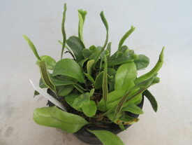 【送料無料】山野草　観葉植物　シダの仲間　シダ　琉球石化