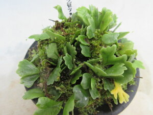 yzϗtA@V_@R쑐@V_@C`Ec^