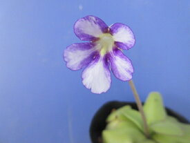 【送料無料】食虫植物　虫取りスミレ　紫水晶（むらさきすいしょう）