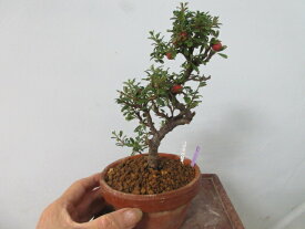 【送料無料】小盆栽　シロシタン　C　赤い実