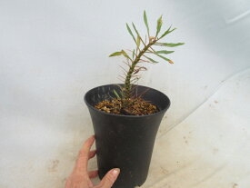 【送料無料】多肉植物　塊根植物　フォークイエリア　プルプシー