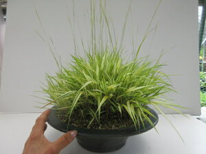 yzĂ̎R쑐@ϗtA@m@@劔