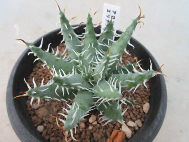 楽天市場】【送料無料】多肉植物 観葉植物 アロエ エリナケア : 片岡笑 