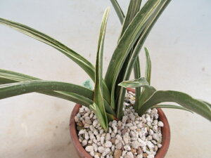 【送料無料】観葉植物 常緑植物 万年青(オモト)雪渓錦 B