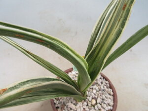 【送料無料】観葉植物 常緑植物 万年青(オモト)雪渓錦 C 1株